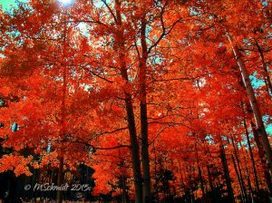 autumn_13oct2015_by_mschmidtphotography-d9fb8go