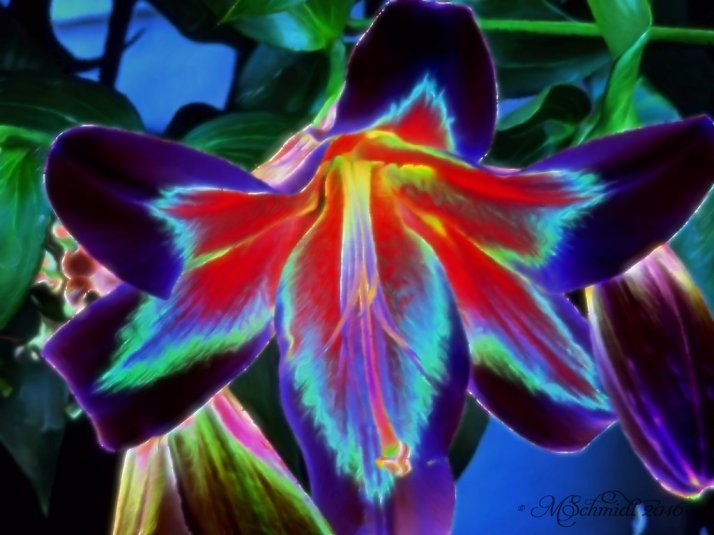 digital_fleur_12nov2016_by_mschmidtartwork-daoqxdl