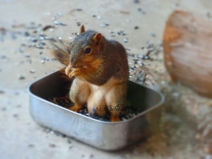 fox_squirrel_7288_by_mschmidtartwork-daoy1no