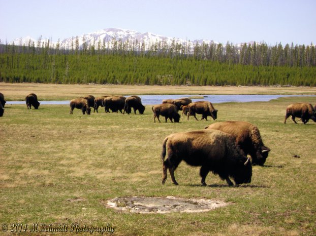 bison_yellowstone_national_park_wyoming_2_by_mschmidtphotography-d743thx