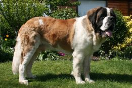 st bernard