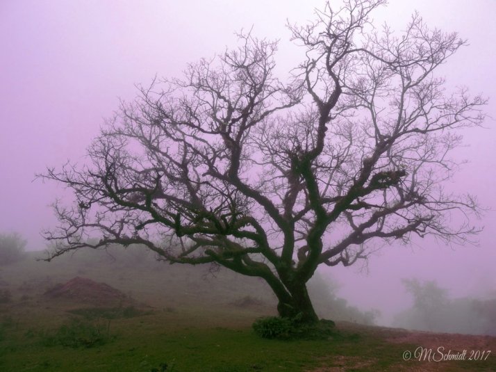 misty_morning_18july2017_by_mschmidtproductions-dbgt576
