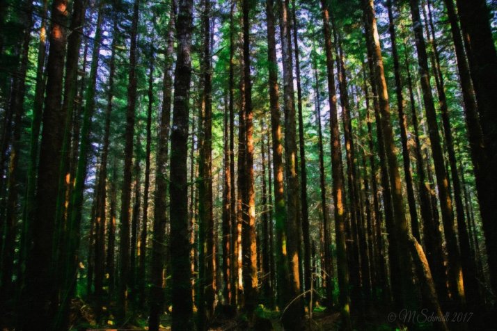 forest_ak_28aug2017_by_mschmidtproductions-dbmm2dy