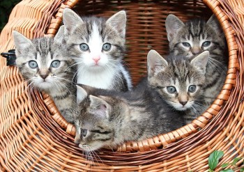 a group of kittens in a basket