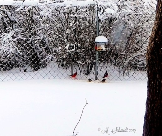 1snowjanuary12-2019-20190112_173737